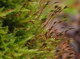 Attēlu rezultāti vaicājumam “Hypnum cupressiforme sporophyte”