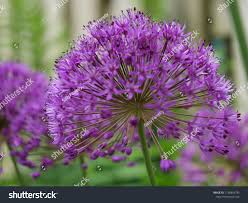 Attēlu rezultāti vaicājumam “Allium holandicum”