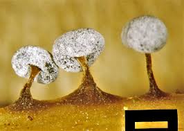 Attēlu rezultāti vaicājumam “Didymium bahiense macro”