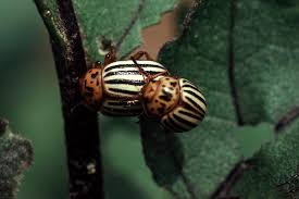 Attēlu rezultāti vaicājumam “Leptinotarsa decemlineata”