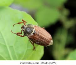 Attēlu rezultāti vaicājumam “Melolontha hippocastani”