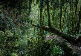 Image result for лес,