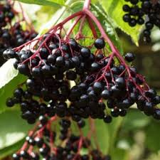 Attēlu rezultāti vaicājumam “Humulus lupulus fruit”