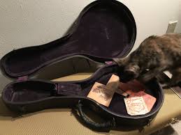 Image result for Cat sleeping in guitar