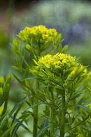 Attēlu rezultāti vaicājumam “Euphorbia palustris”