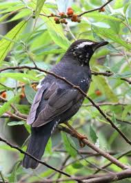 Image result for Zoothera sibirica