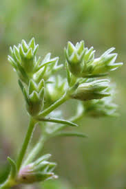 Attēlu rezultāti vaicājumam “Scleranthus perennis bud”
