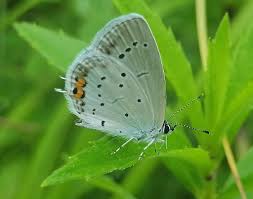 Attēlu rezultāti vaicājumam “Everes argiades male”