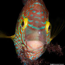 Image result for Symphodus melops