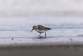 Attēlu rezultāti vaicājumam “Calidris alba”