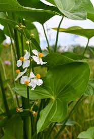 Attēlu rezultāti vaicājumam “Sagittaria sagittifolia flower”