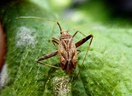 Attēlu rezultāti vaicājumam “Phytocoris sp.”