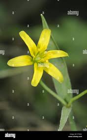 Attēlu rezultāti vaicājumam “Gagea lutea leaf”