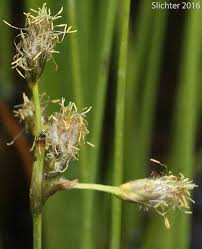 Attēlu rezultāti vaicājumam “Eriophorum gracile leaf”