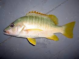 Image result for Lutjanus jocu