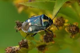 Attēlu rezultāti vaicājumam “Eurydema oleracea imago”