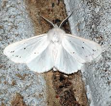Attēlu rezultāti vaicājumam “Spilosoma sp.”