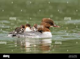 Attēlu rezultāti vaicājumam “Mergus merganser female”