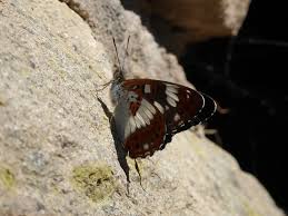 Attēlu rezultāti vaicājumam “Limenitis camilla”