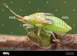 Attēlu rezultāti vaicājumam “Pantilius tunicatus”