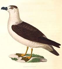 Image result for Pterodroma hasitata