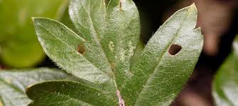 Attēlu rezultāti vaicājumam “Incurvariidae”