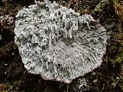 Attēlu rezultāti vaicājumam “Lecanactis abietina”