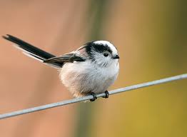Attēlu rezultāti vaicājumam “Aegithalos caudatus”