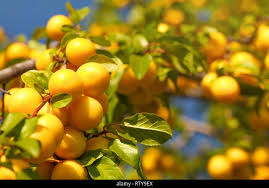 Attēlu rezultāti vaicājumam “Prunus domestica subsp. insitita fruit”