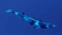 Image result for Balaenoptera borealis