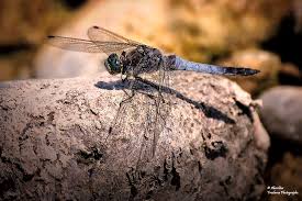Attēlu rezultāti vaicājumam “Orthetrum cancellatum male”