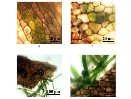 Attēlu rezultāti vaicājumam “Blasia pusilla sporophyte”