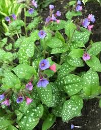 Attēlu rezultāti vaicājumam “Pulmonaria saccharata leaf”