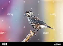 Attēlu rezultāti vaicājumam “Cribraria languescens macro”