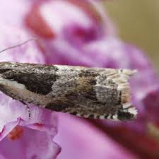 Attēlu rezultāti vaicājumam “Ancylis myrtillana”