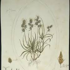 Attēlu rezultāti vaicājumam “Carex arenaria”