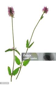 Attēlu rezultāti vaicājumam “Stachys officinalis bud”