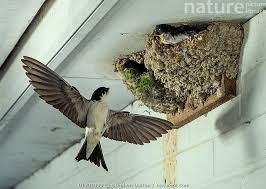 Attēlu rezultāti vaicājumam “Delichon urbicum”