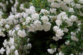 Attēlu rezultāti vaicājumam “Spiraea chamaedryfolia flower”