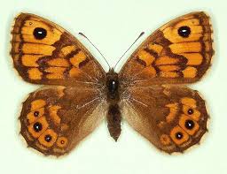 Attēlu rezultāti vaicājumam “Lasiommata megera female”