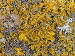 Attēlu rezultāti vaicājumam “Xanthoria fulva”