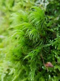 Attēlu rezultāti vaicājumam “Dicranum majus”