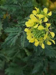 Attēlu rezultāti vaicājumam “Sinapis alba leaf”