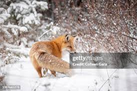 Attēlu rezultāti vaicājumam “Vulpes vulpes  adult”