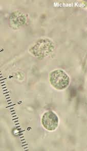 Attēlu rezultāti vaicājumam “Pseudohydnum gelatinosum”