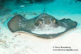 Image result for Hypanus americanus