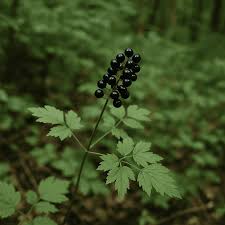 Attēlu rezultāti vaicājumam “Actaea spicata fruit”