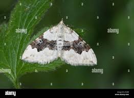 Attēlu rezultāti vaicājumam “Xanthorhoe montanata”