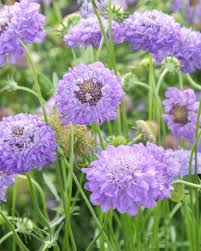 Image result for scabiosa caucasica