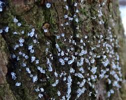 Attēlu rezultāti vaicājumam “Badhamia melanospora”